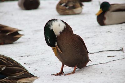 Close-up of mallard duck
