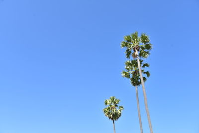 Low angle view of palm tree against clear blue sky