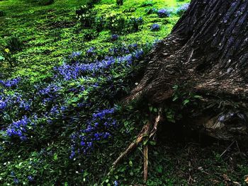 Trees growing in forest