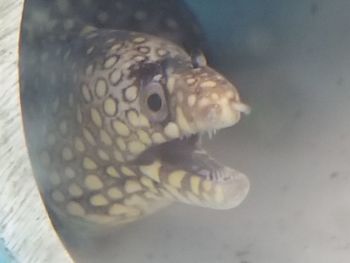 Close-up of fish swimming in sea