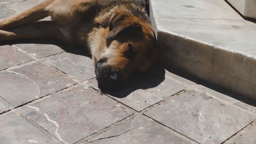 High angle view of dog lying on footpath