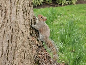 Squirrel on tree trunk