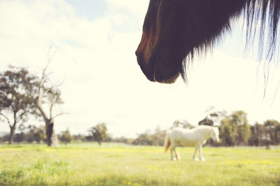 Horse grazing on grassy field