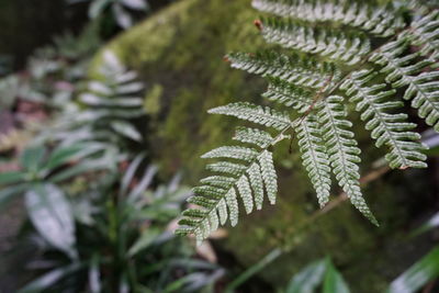 Close-up of fern leaves