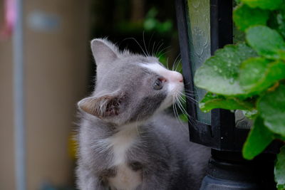 Close-up of a cat looking away