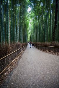 Rear view of people walking on walkway amidst bamboo grove