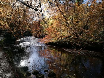 Trees growing in forest during autumn