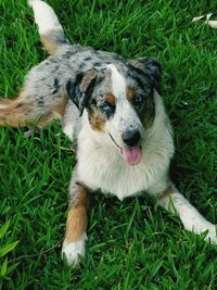 High angle portrait of dog on field