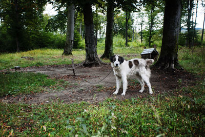 Dog in leash