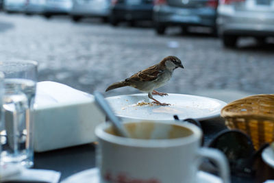 Close-up of bird on table