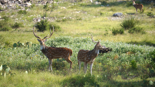 Deer on field