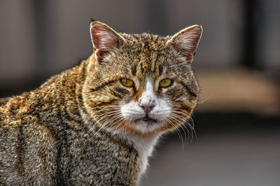 Close-up portrait of cat