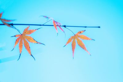 Low angle view of autumn leaf against clear blue sky