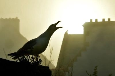 Bird perching on a building