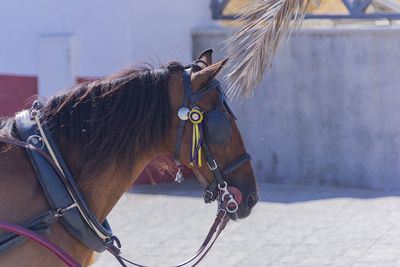 Horse cart