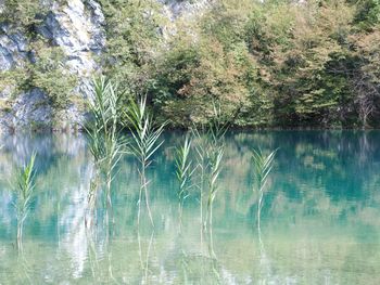 Reflection of trees in calm lake