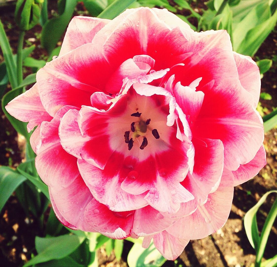 flower, petal, freshness, flower head, fragility, growth, beauty in nature, close-up, pink color, blooming, nature, focus on foreground, single flower, plant, stamen, in bloom, park - man made space, pink, pollen, red