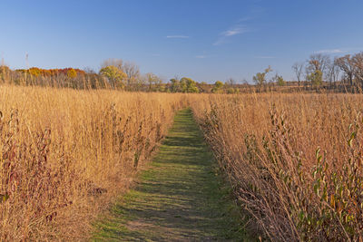 Path through the prairie grasses in the fall in the crabtree nature preserve in illinois