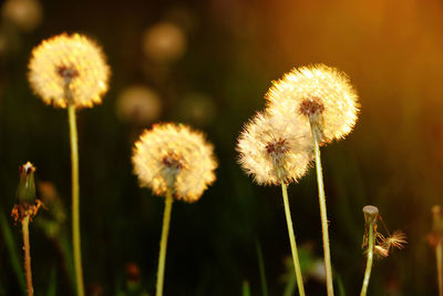 Close-up of dandelion flower