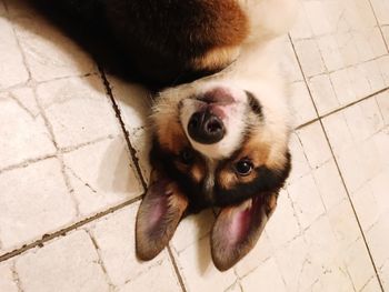 High angle view of cat