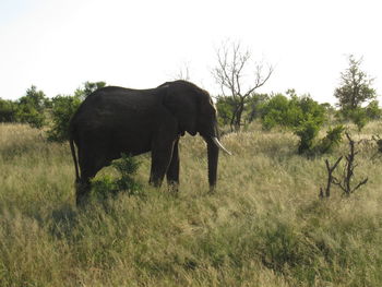Elephant in a field