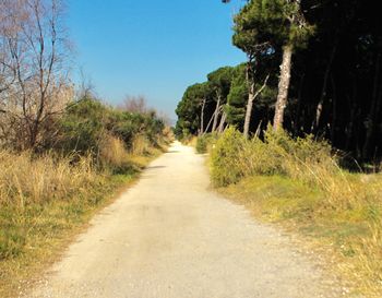 Dirt road amidst trees against sky