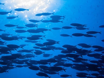 Fish swimming in sea