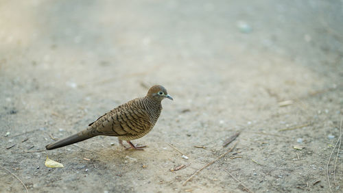 Close-up of bird perching on a field