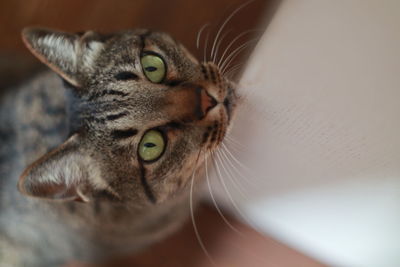 Close-up portrait of a cat