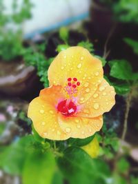 Close-up of wet rose blooming outdoors