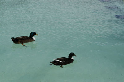 High angle view of duck swimming on lake