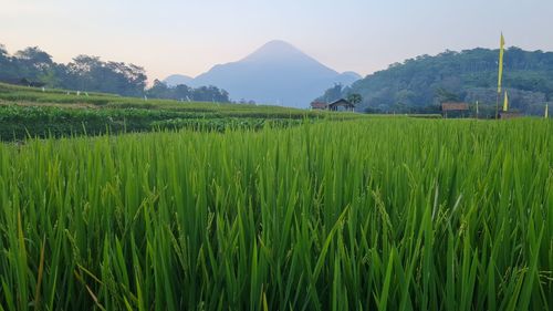 Scenic view of agricultural field against sky