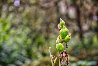 Close-up of fresh green plant