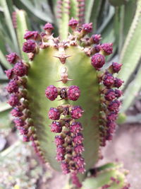 Close-up of pink flowering plant