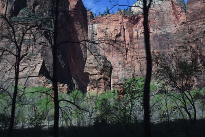 Bare trees in forest