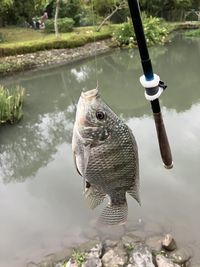 animal