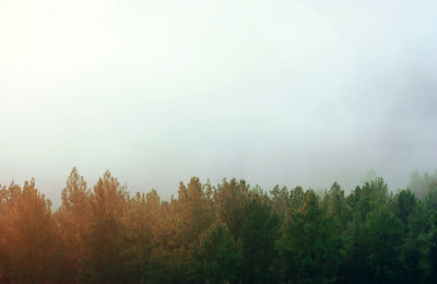 Trees in forest against sky during autumn