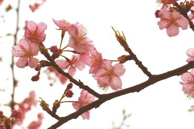 Low angle view of cherry blossom tree