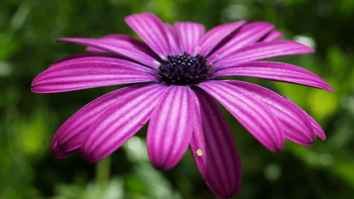 Close-up of pink flower