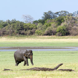 Side view of elephant on field