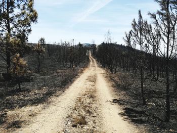 Road amidst bare trees against sky