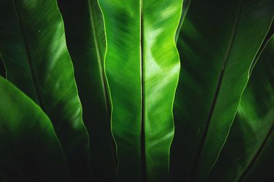 Full frame shot of green leaves