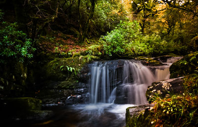 Forest cascade