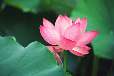 Close-up of pink water lily