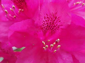 Close-up of pink rose flower