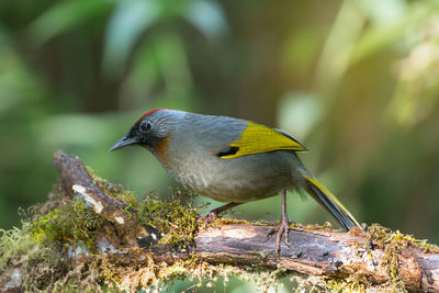 Close-up of bird perching outdoors