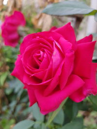 Close-up of pink rose flower