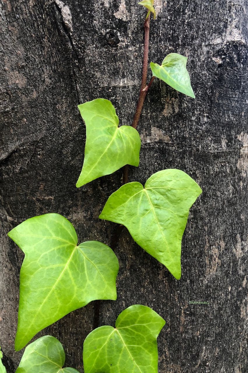 leaf, plant part, green color, plant, growth, nature, no people, close-up, beauty in nature, freshness, day, outdoors, high angle view, tree trunk, trunk, botany, wood - material, directly above, food and drink, food, leaves