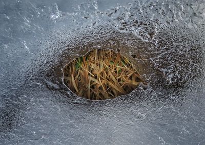 High angle view of wet plant during winter