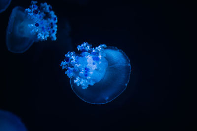 Close-up of jellyfish against blue background